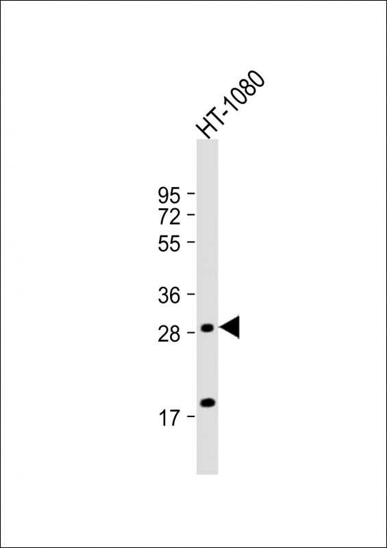 Rabbit Polyclonal Antibody to PTGFR