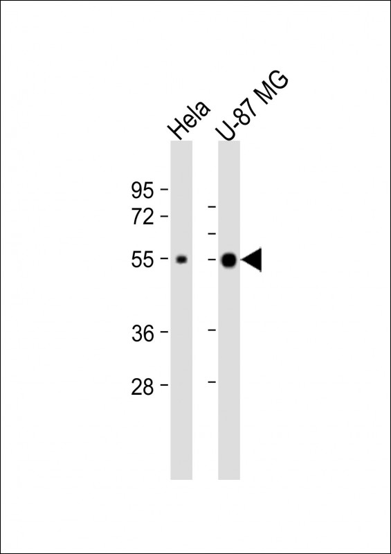 Rabbit Polyclonal Antibody to NXF3 (N-Term)