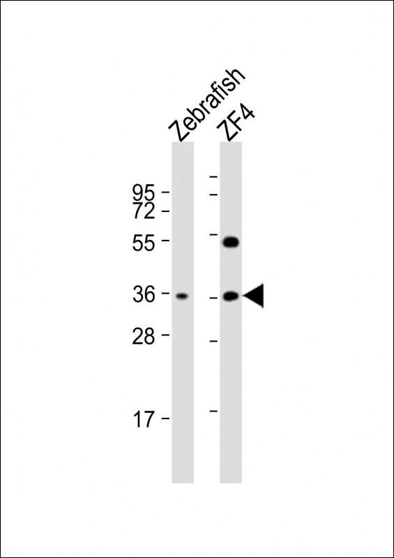 Rabbit Polyclonal Antibody to DANRE clvs2