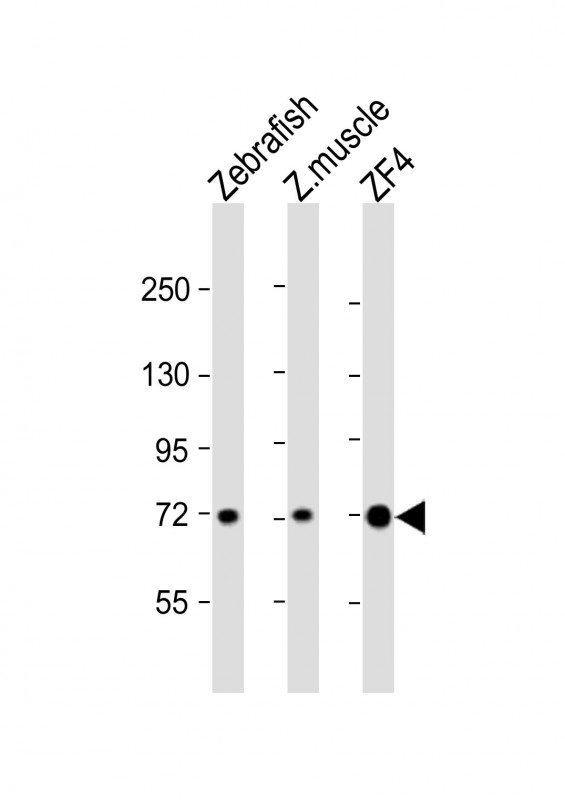Rabbit Polyclonal Antibody to (DANRE) hspa8