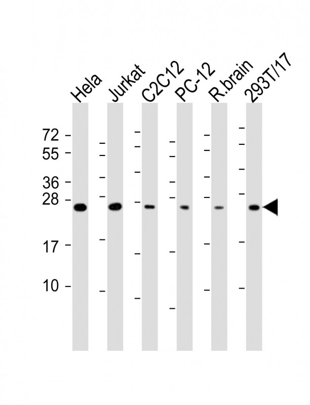 Mouse Monoclonal Antibody to RAB11A
