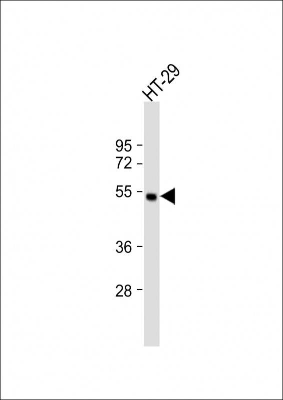 Rabbit Polyclonal Antibody to LIPC