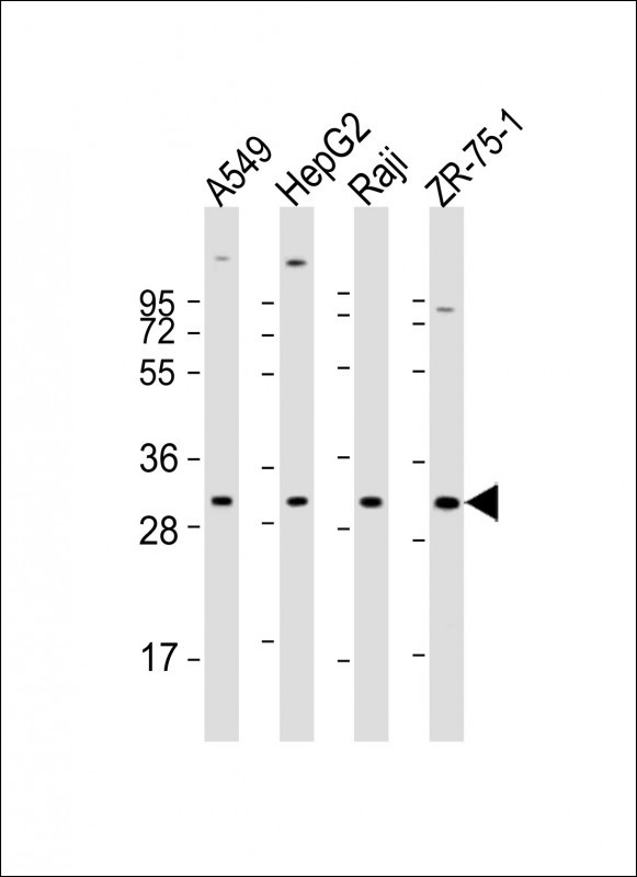 Rabbit Polyclonal Antibody to PDCD1LG2 (N-term)