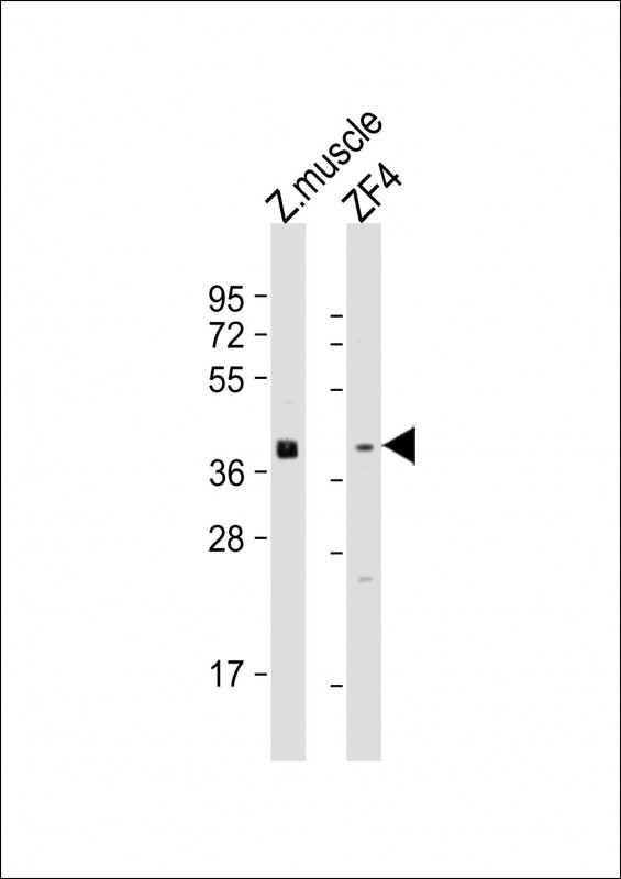 Rabbit Polyclonal Antibody to Zebrafish wnt8a