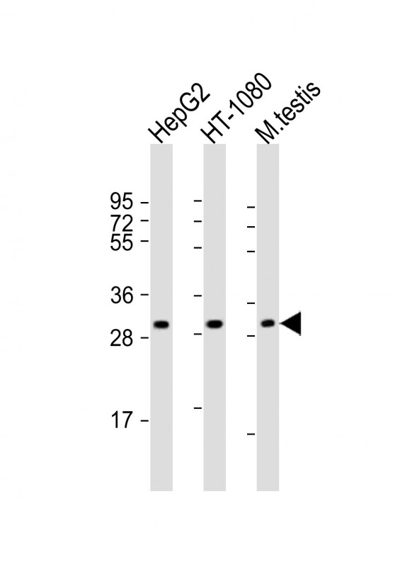 Rabbit Polyclonal Antibody to ZMAT3