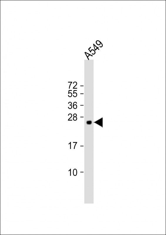 Rabbit Polyclonal Antibody to BBC3