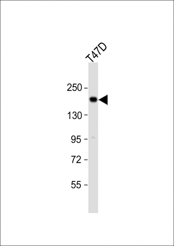 Rabbit Polyclonal Antibody to PREX1