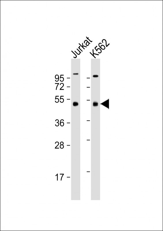 Mouse Monoclonal Antibody to MKRN2