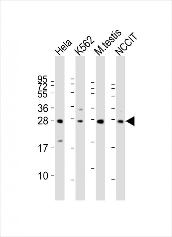 Rabbit Polyclonal Antibody to LIN28B