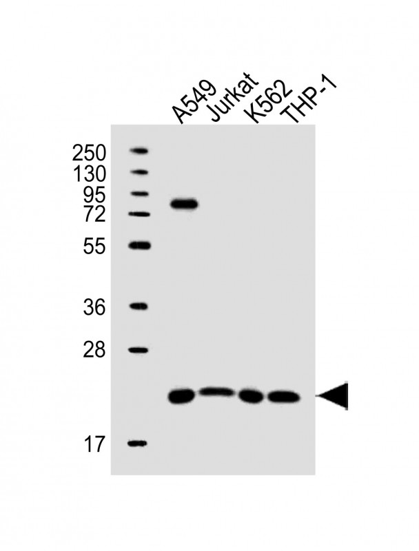 Rabbit Polyclonal Antibody to SLAMF9