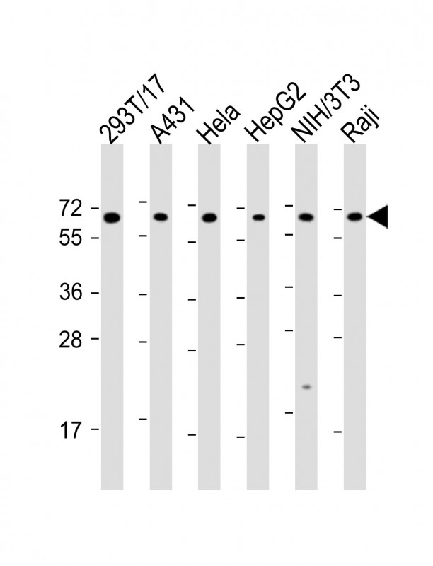 Rabbit Polyclonal Antibody to SNW1