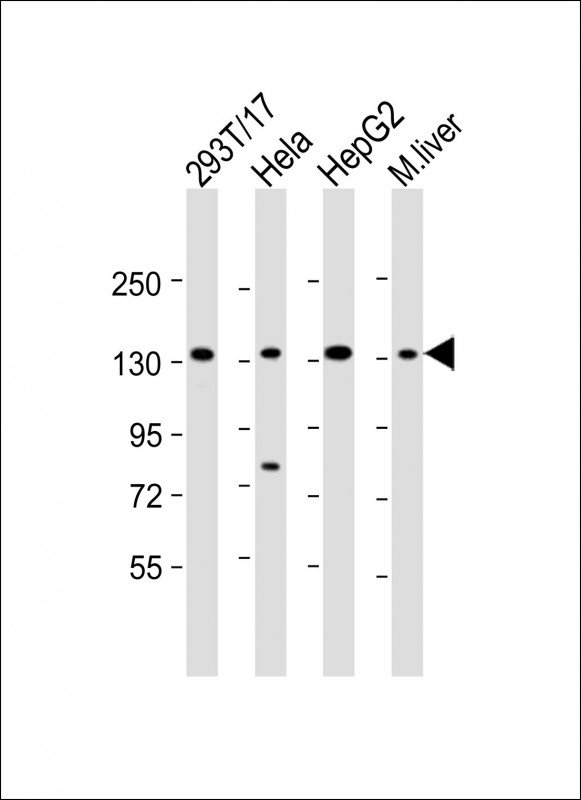 Rabbit Polyclonal Antibody to LRPPRC