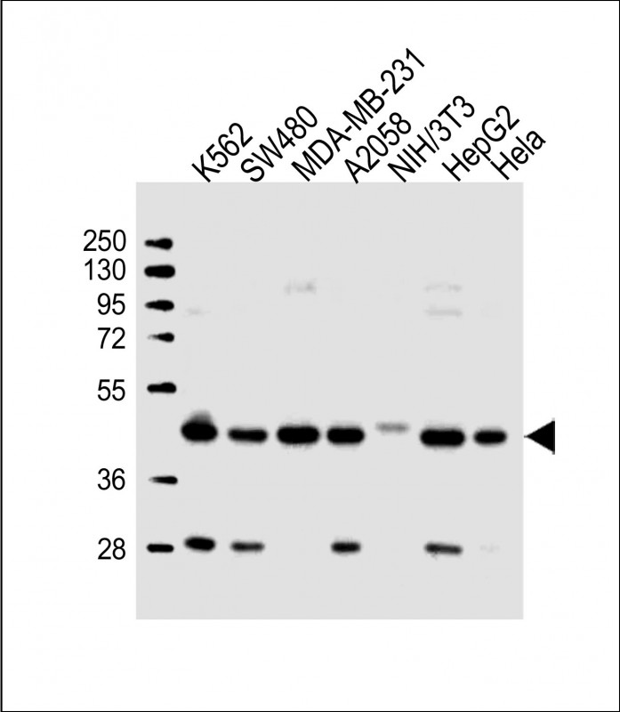 Rabbit Polyclonal Antibody to POLR1C
