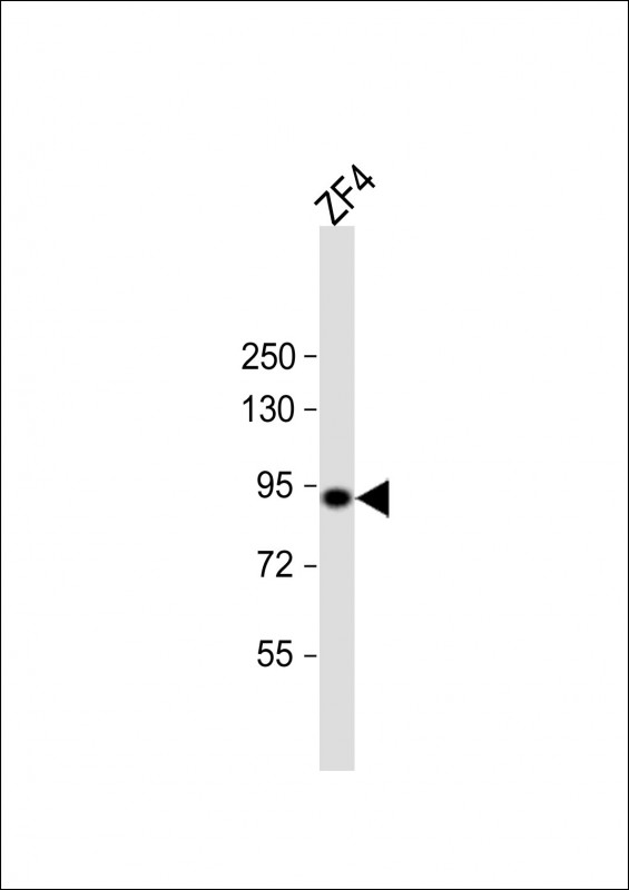 Rabbit Polyclonal Antibody to hsp90a.1