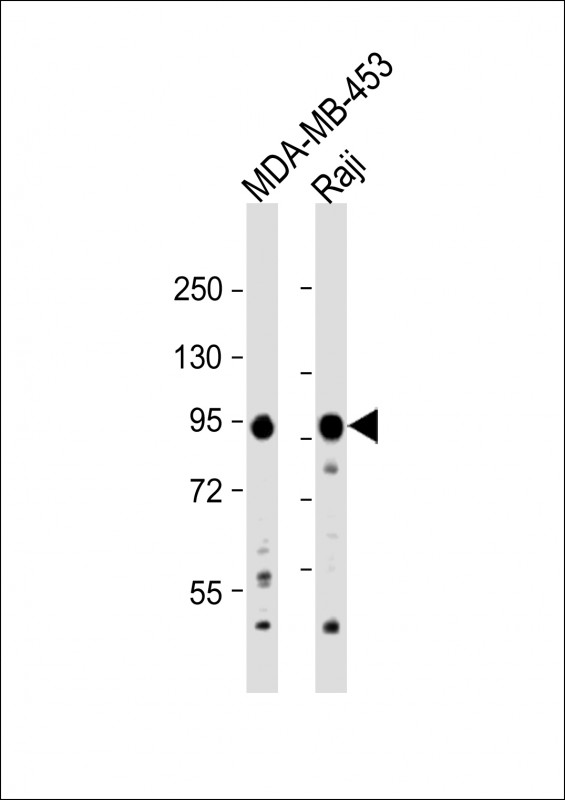 Rabbit Polyclonal Antibody to AXIN1