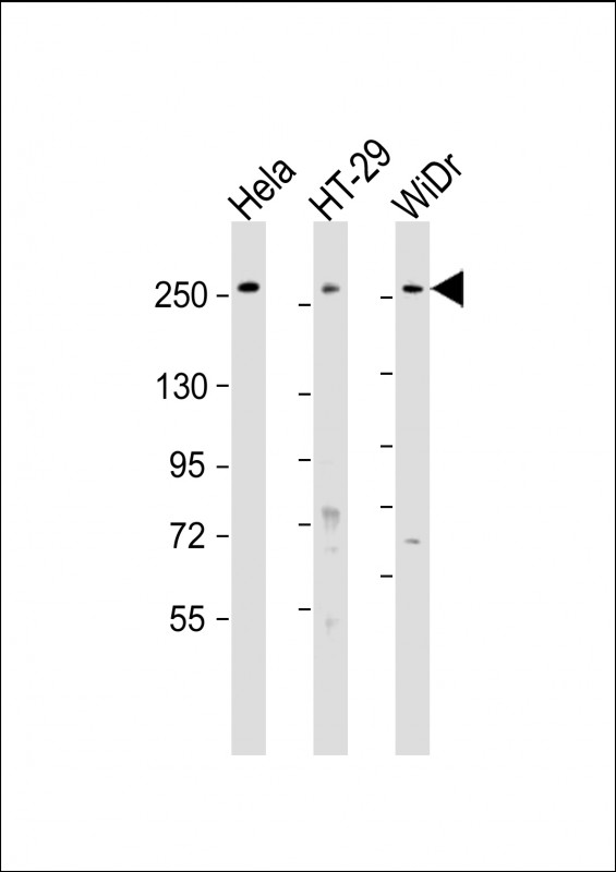 Rabbit Polyclonal Antibody to PCNXL2 (N-Term)