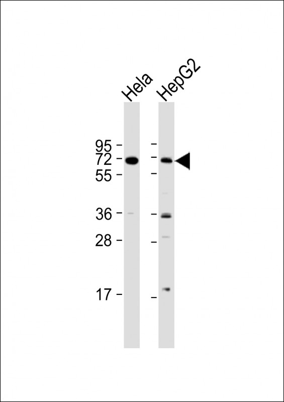 Rabbit Polyclonal Antibody to ZBTB7B
