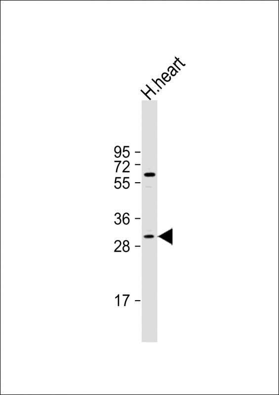 Rabbit Polyclonal Antibody to MOX1 (Meox1) (N-term)