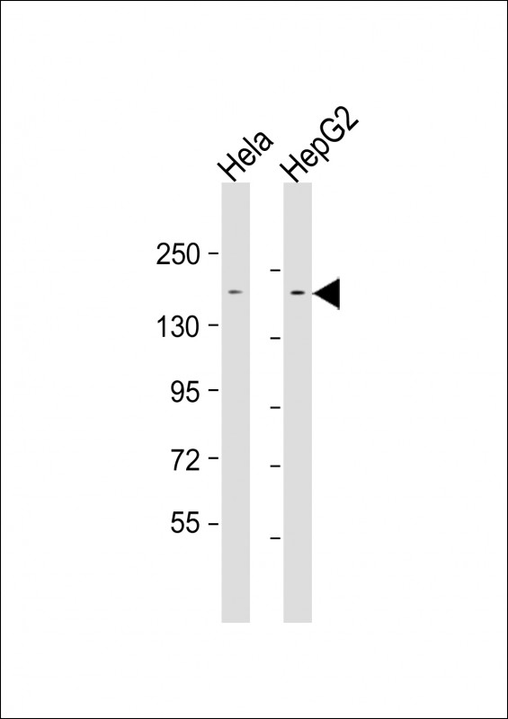 Mouse Monoclonal Antibody to LAP2