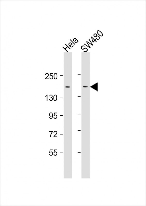 Mouse Monoclonal Antibody to LAP2