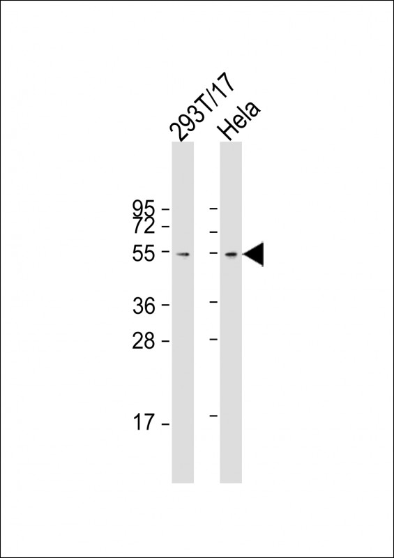 Mouse Monoclonal Antibody to FZR
