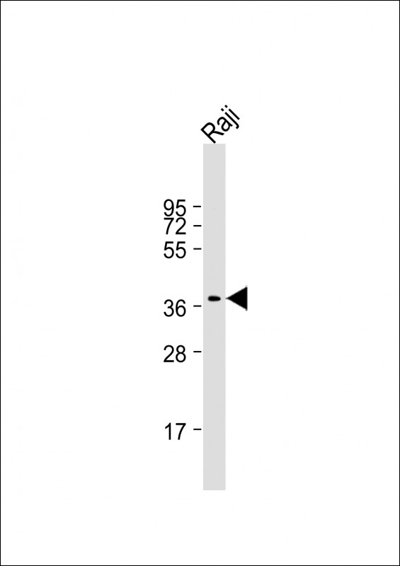 Mouse Monoclonal Antibody to RASSF2