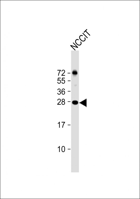 Rabbit Polyclonal Antibody to LIN28A