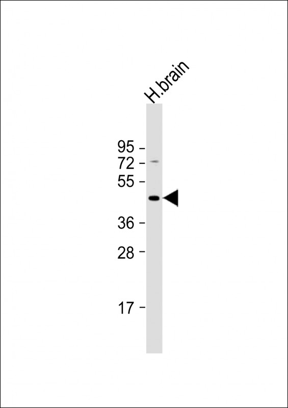 Rabbit Polyclonal Antibody to GBRR3 (N-term)