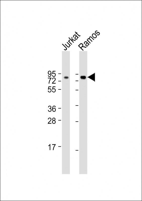 Rabbit Polyclonal Antibody to TCF3