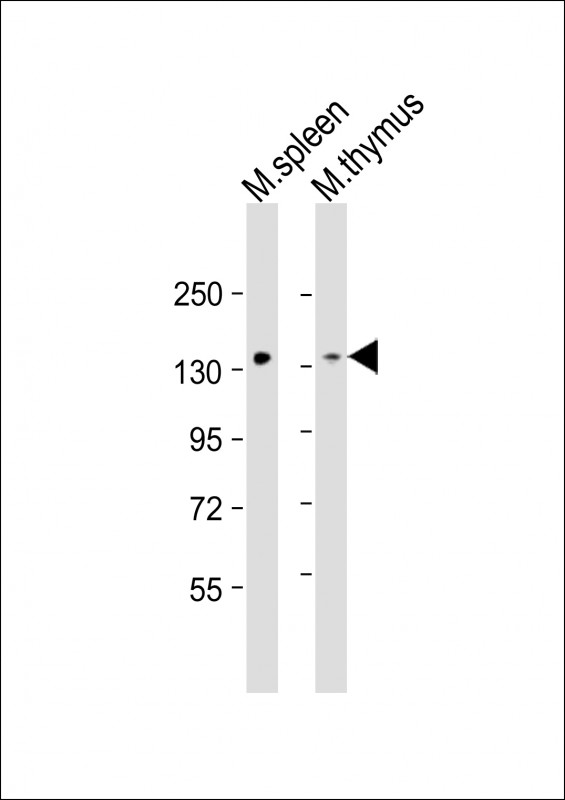 Rabbit Polyclonal Antibody to Mouse Stk10