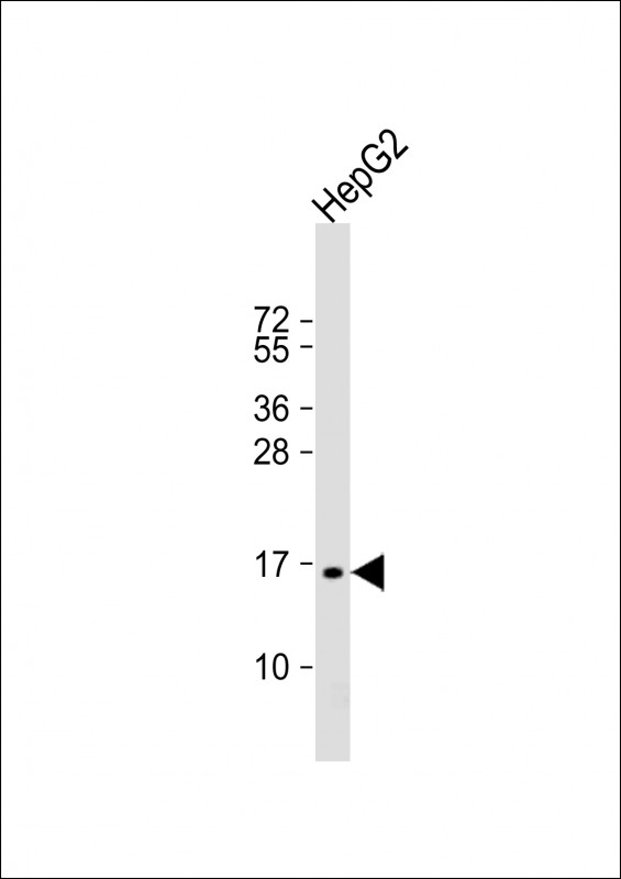 Rabbit Polyclonal Antibody to SCAND1