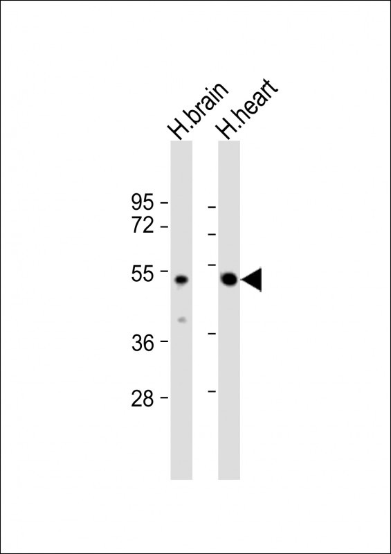 Rabbit Polyclonal Antibody to PCOLCE2