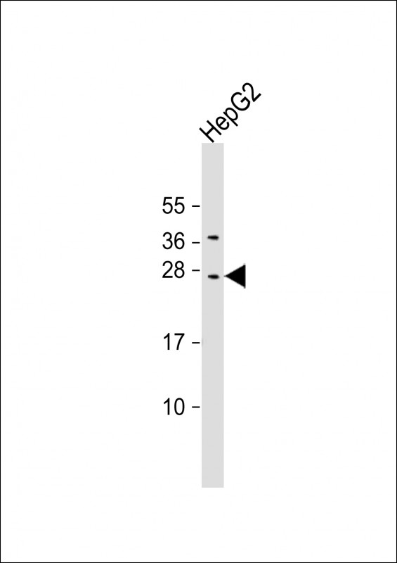 Rabbit Polyclonal Antibody to CIDEB (C-erm)