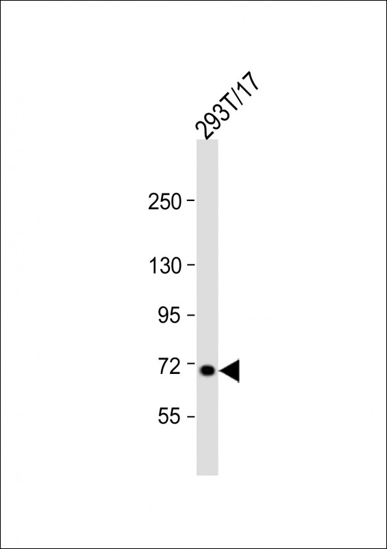 Rabbit Polyclonal Antibody to L3MBTL4