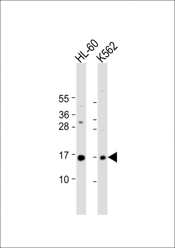 Rabbit Polyclonal Antibody to SNRPD1