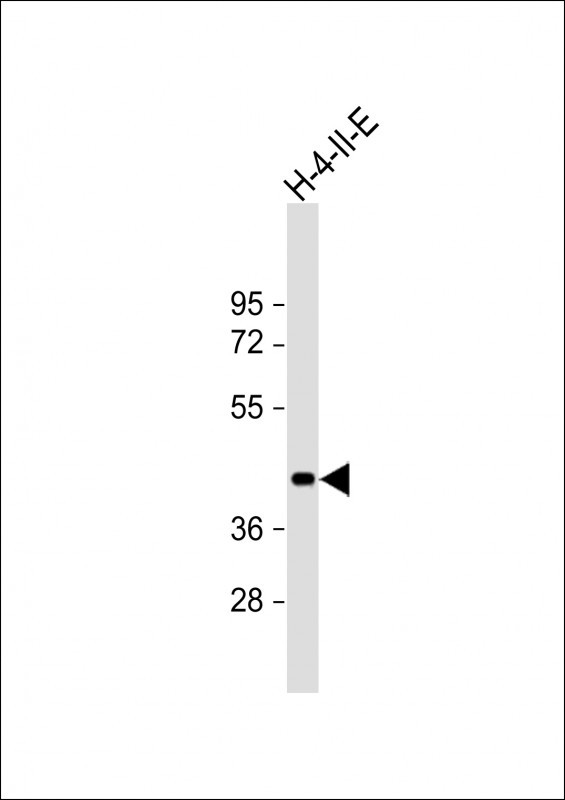 Rabbit Polyclonal Antibody to SIRT7