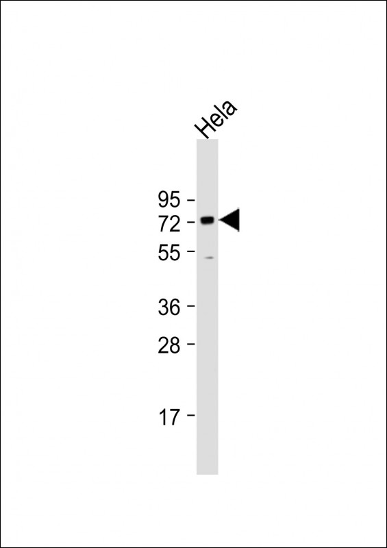 Mouse Monoclonal Antibody to BANP