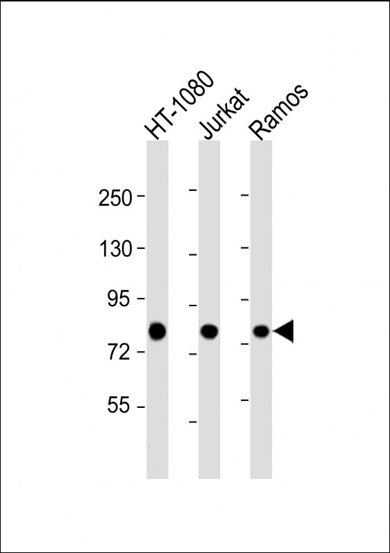Mouse Monoclonal Antibody to GARS