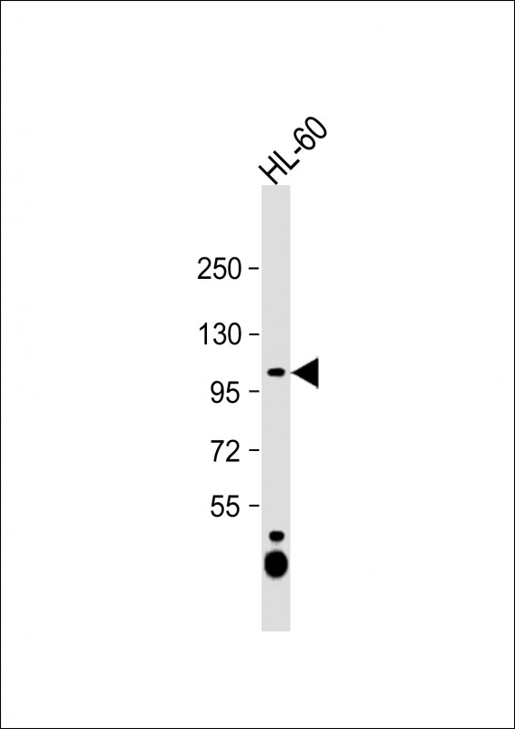 Rabbit Polyclonal Antibody to C12orf30