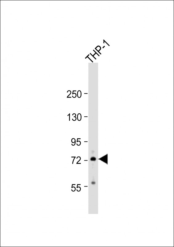 Rabbit Polyclonal Antibody to RNF19B