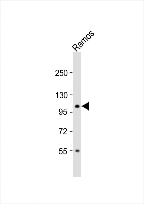 Rabbit Polyclonal Antibody to TAF4B