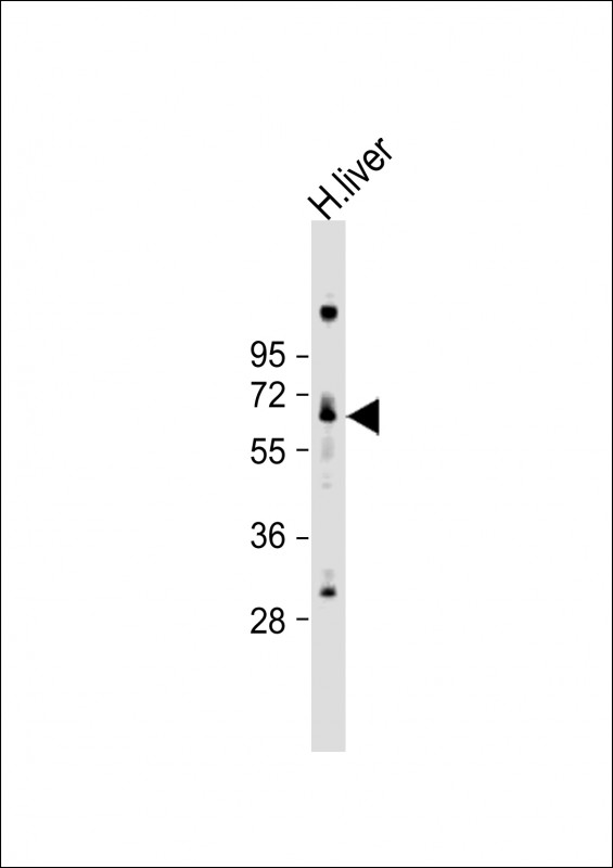 Rabbit Polyclonal Antibody to LINGO4