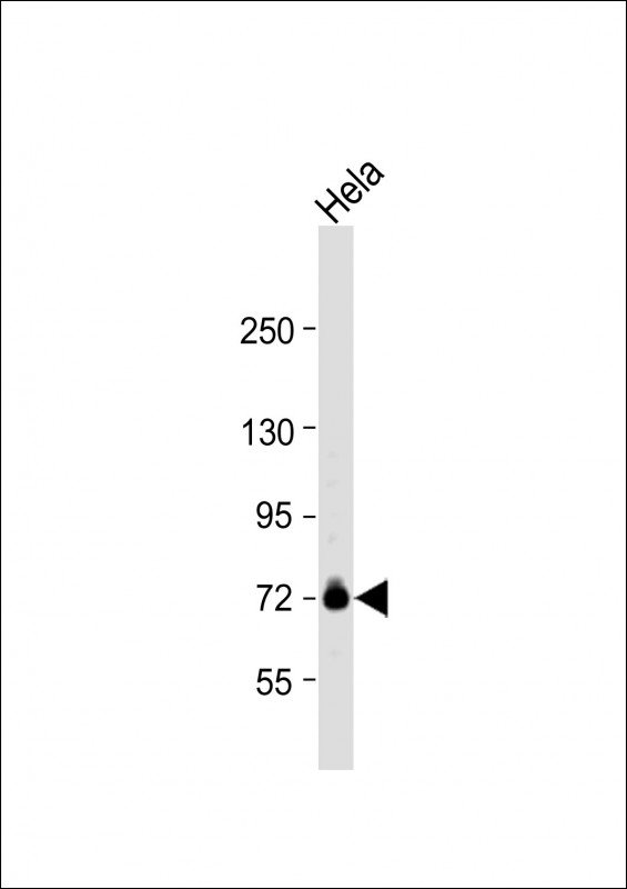 Rabbit Polyclonal Antibody to GUF1 (N-term)