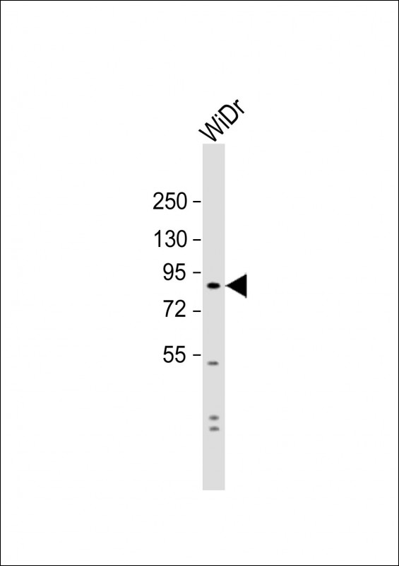 Rabbit Polyclonal Antibody to SUSD2