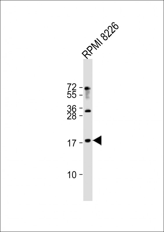 Rabbit Polyclonal Antibody to RPL27