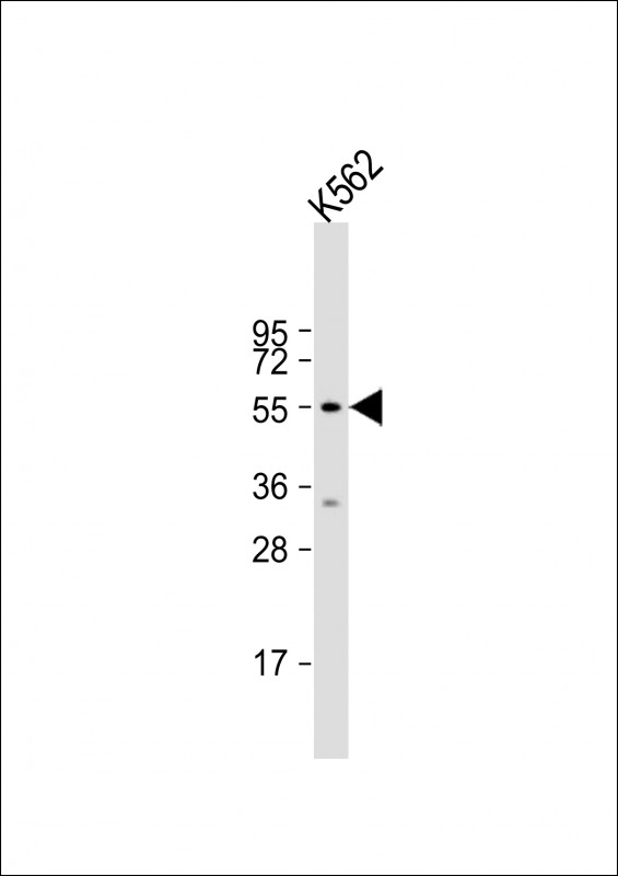 Rabbit Polyclonal Antibody to HYAL4