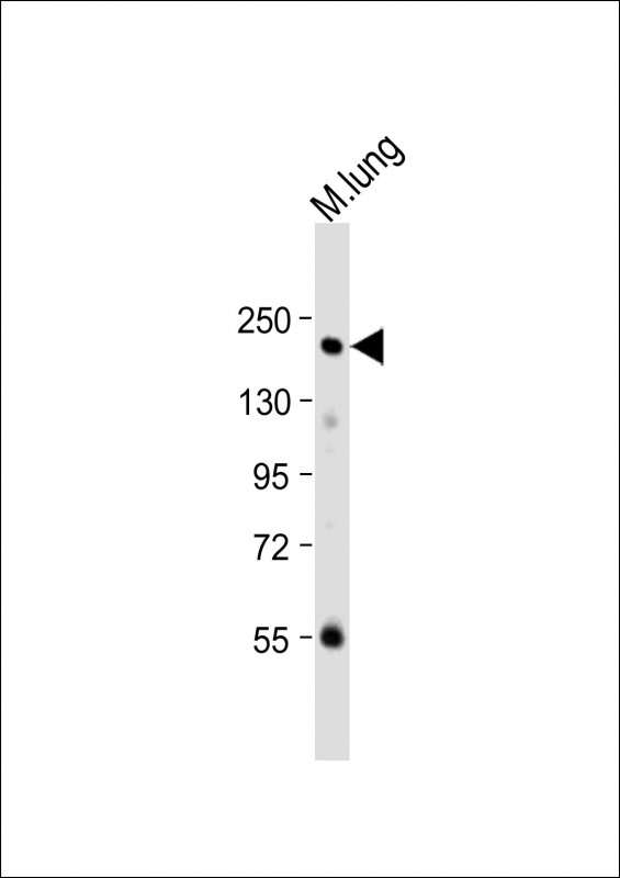 Rabbit Polyclonal Antibody to Mouse Mst1r