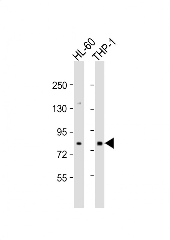 Rabbit Polyclonal Antibody to SEMA4A (N-term)