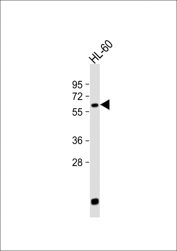 Rabbit Polyclonal Antibody to LIN9 (N-term)