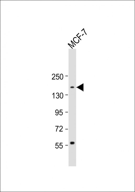 Rabbit Polyclonal Antibody to ADNP